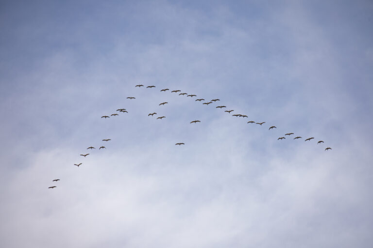 Sandhill Cranes