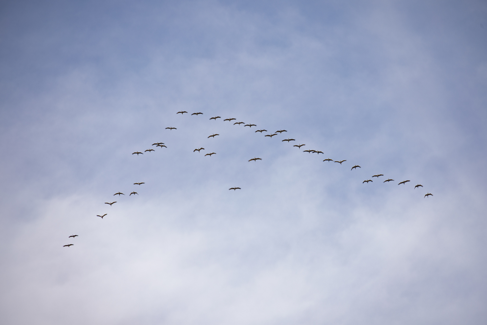 Sandhill Cranes