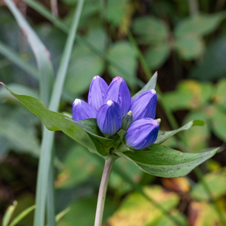 Bottle gentian