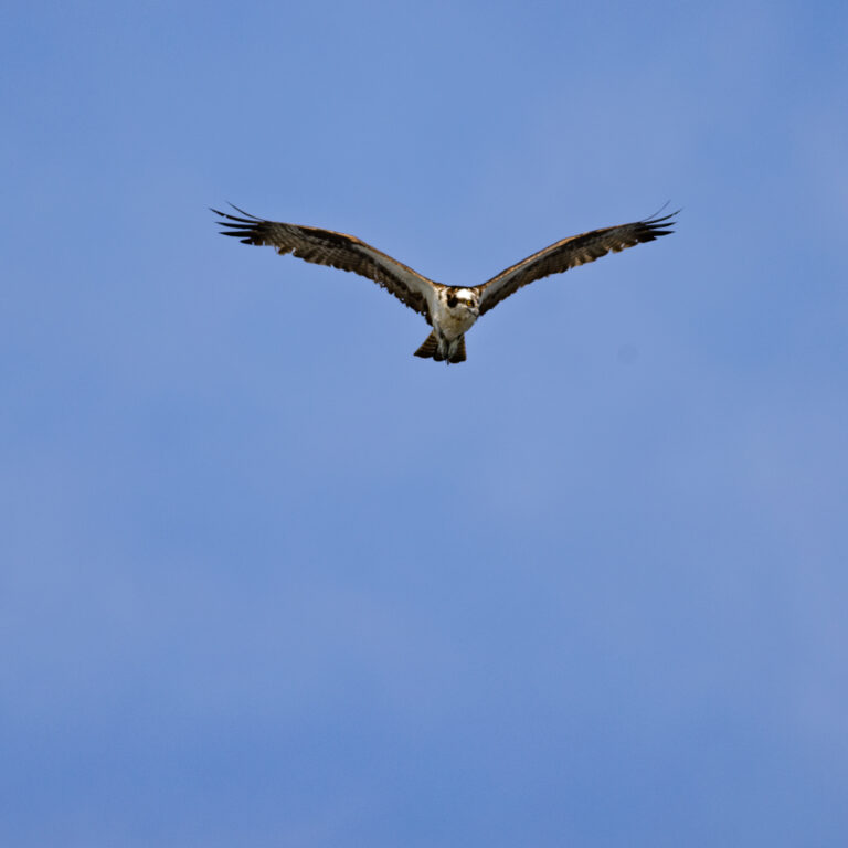Osprey