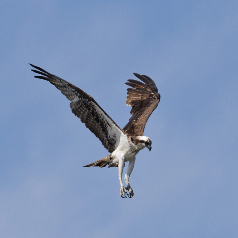 Osprey
