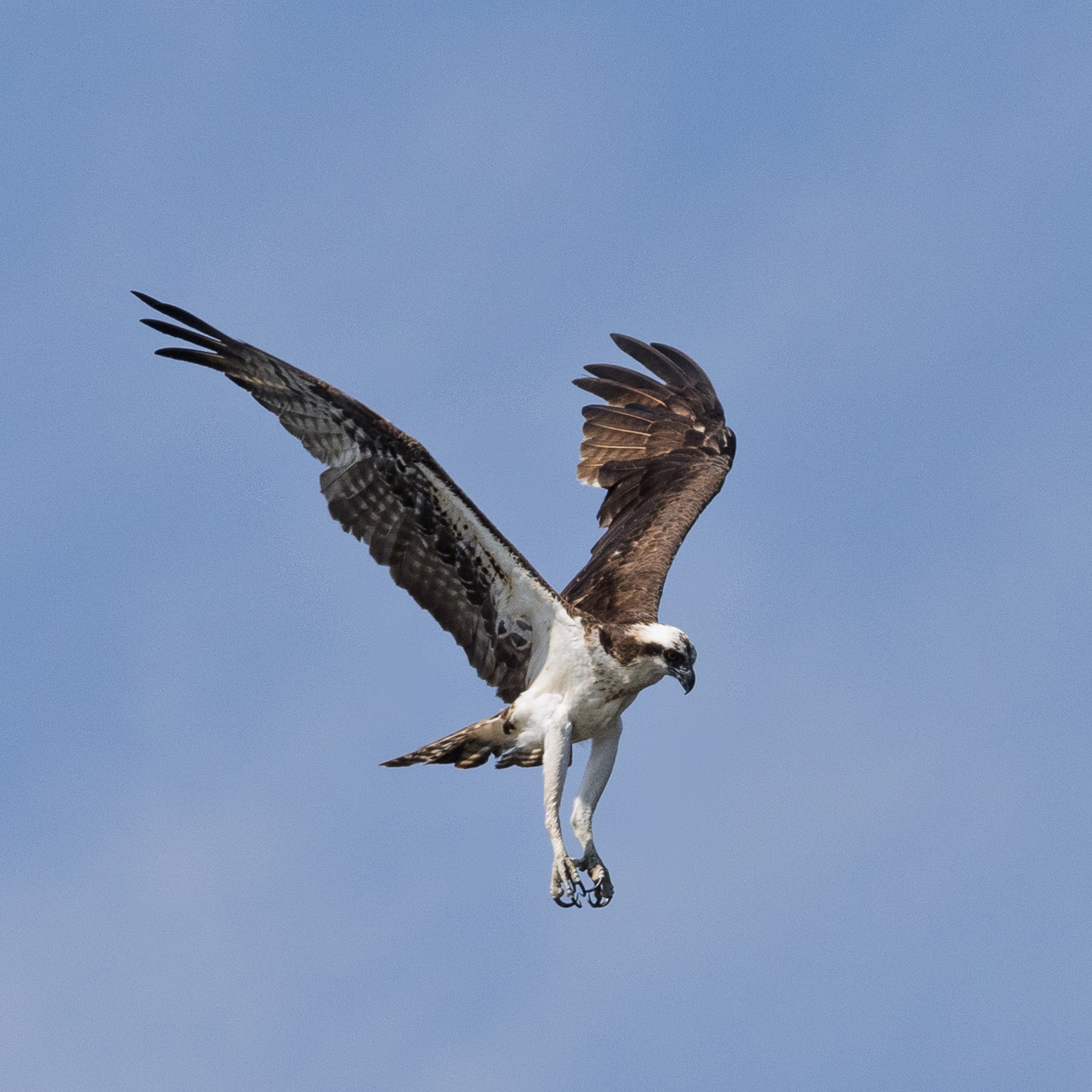 Osprey