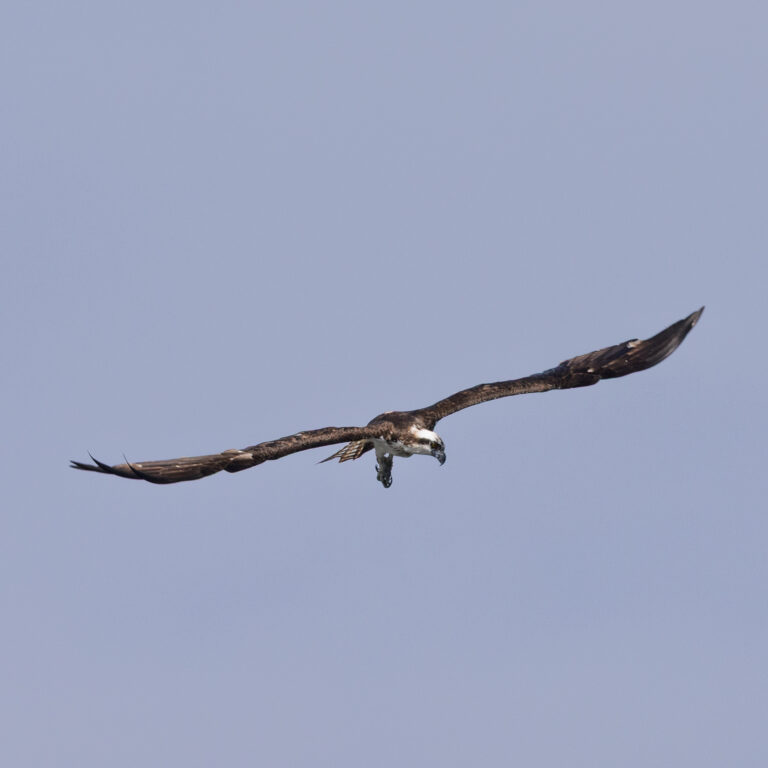 Osprey