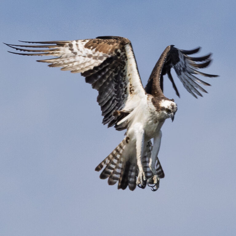 Osprey