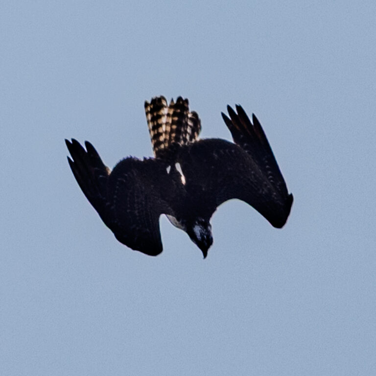 Osprey