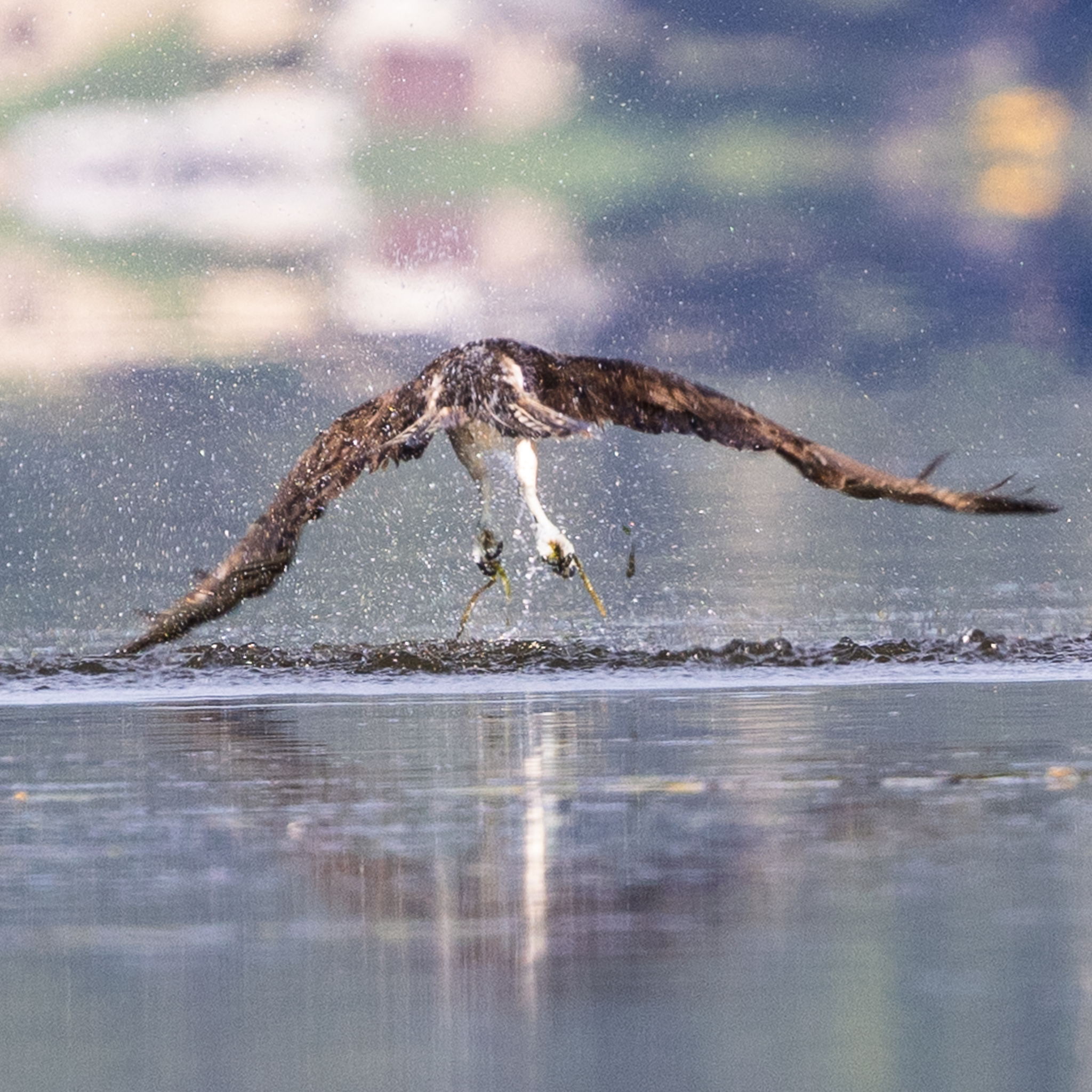 Osprey