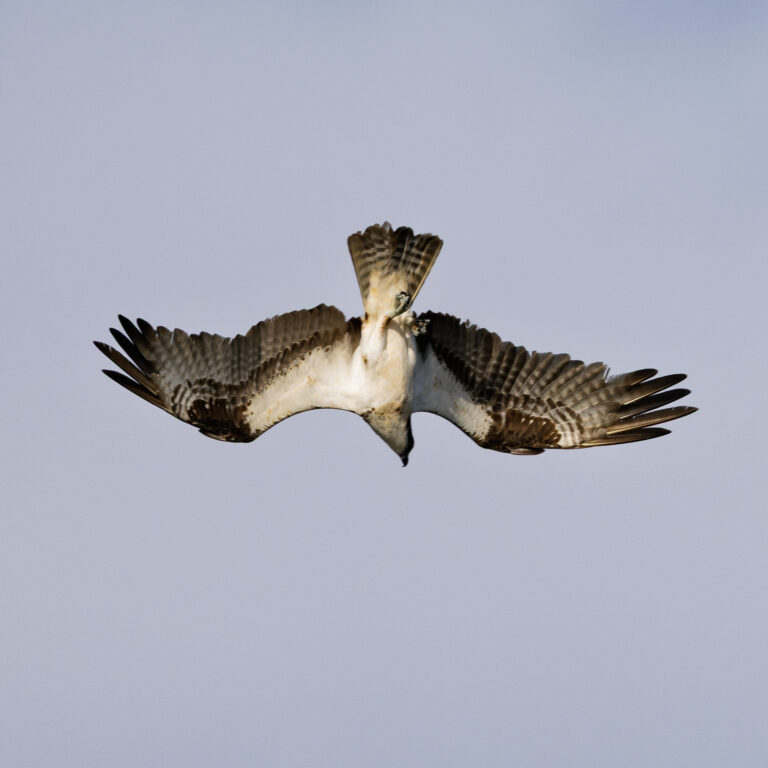 Osprey
