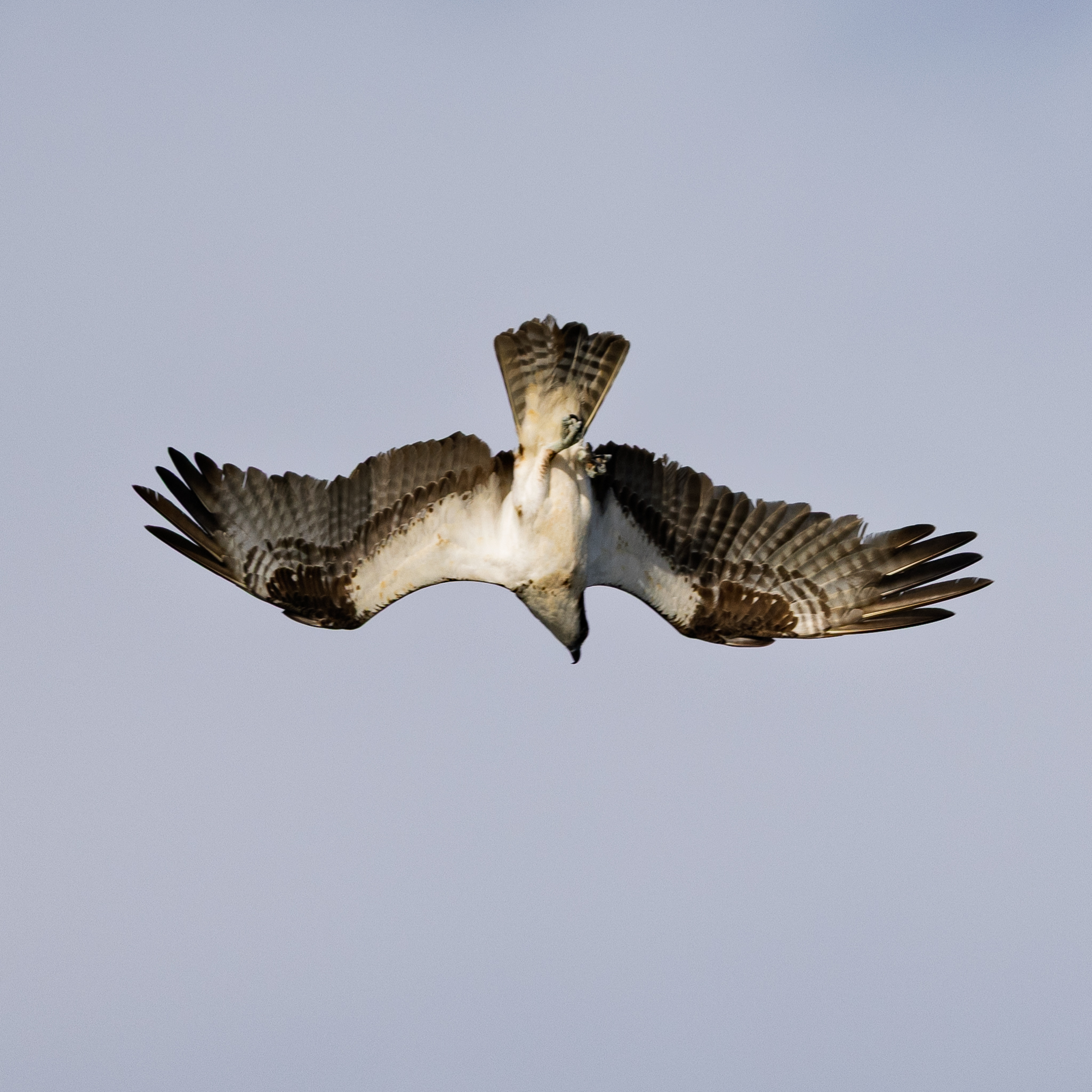 Osprey