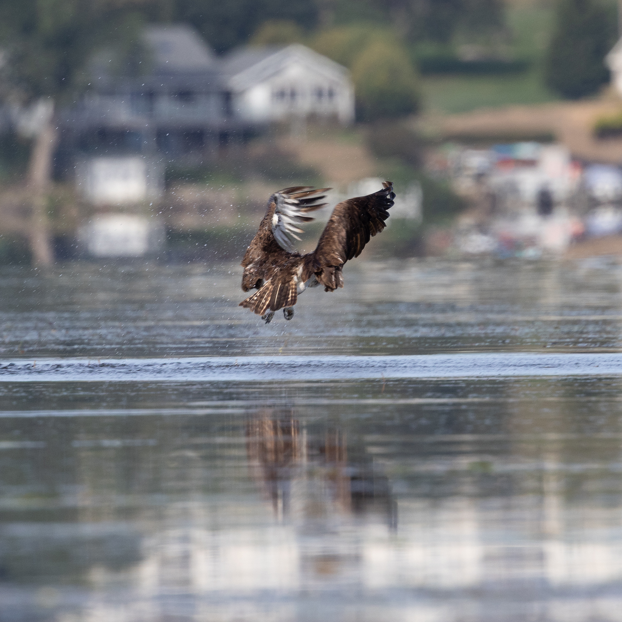 Osprey
