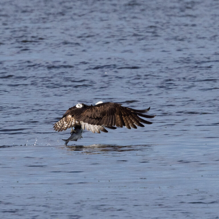 Osprey