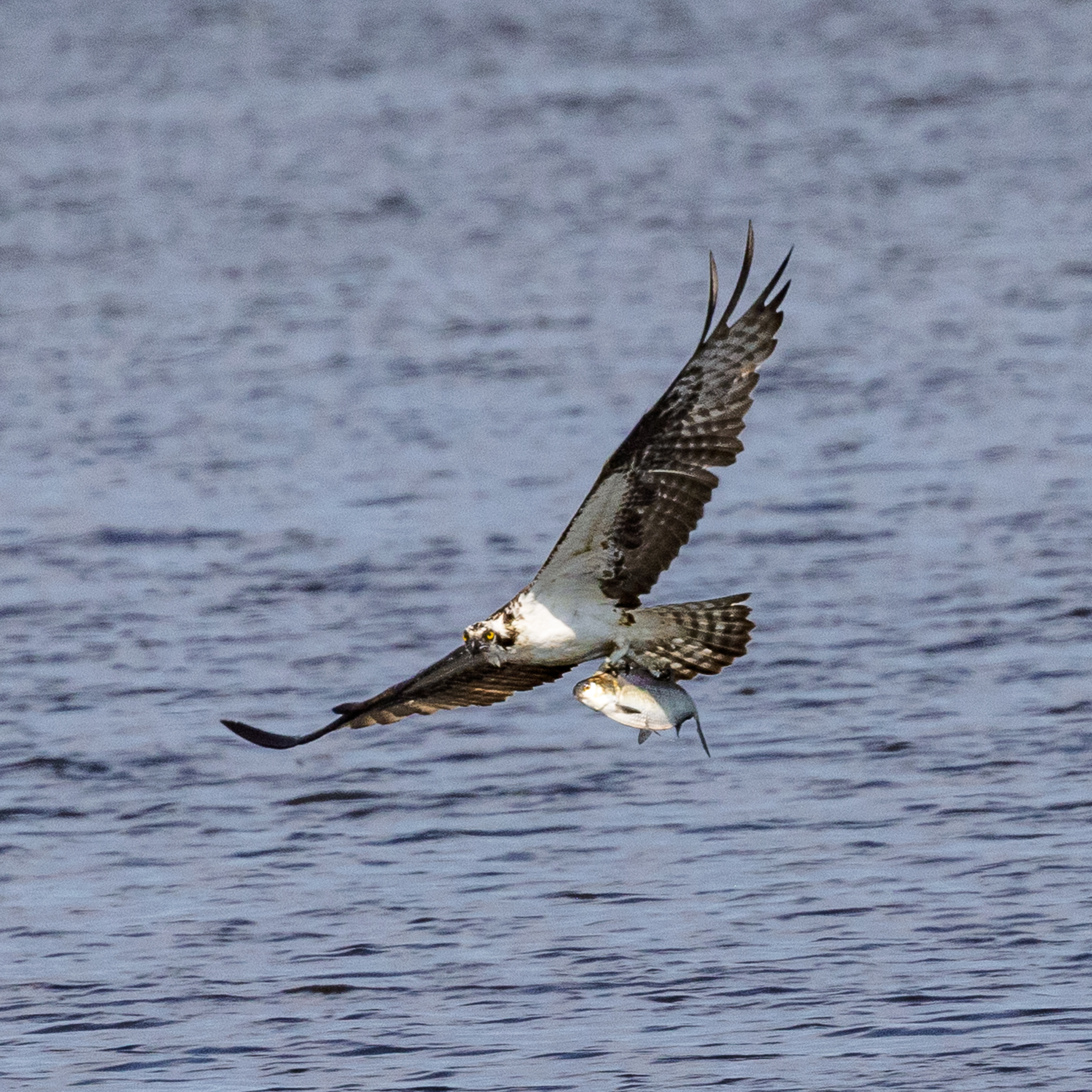 Osprey