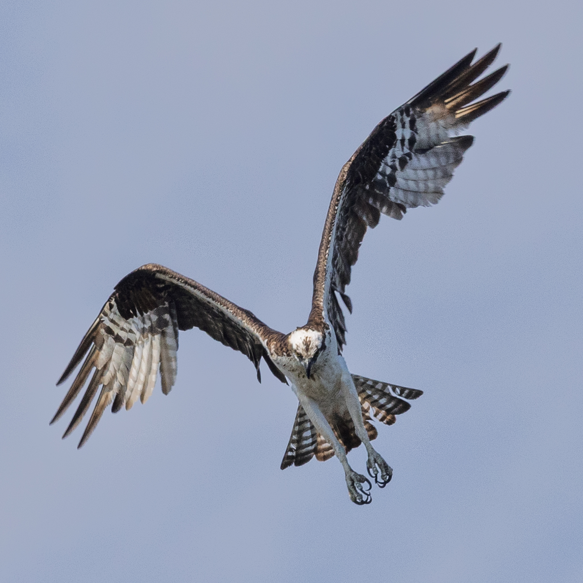 Osprey